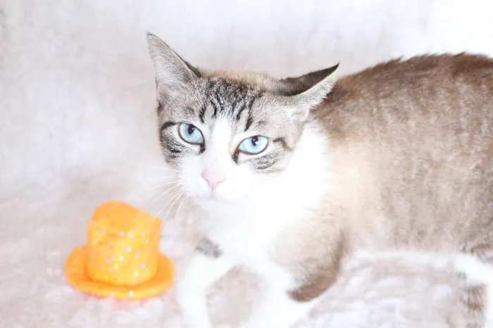 Gato ra a SRD idade 4 anos nome Rubi, o precioso!