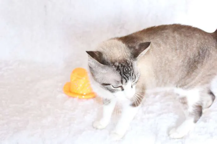 Gato ra a SRD idade 4 anos nome Rubi, o precioso!