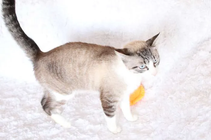 Gato ra a SRD idade 4 anos nome Rubi, o precioso!