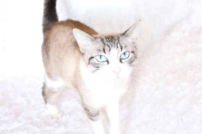 Gato ra a SRD idade 4 anos nome Rubi, o precioso!