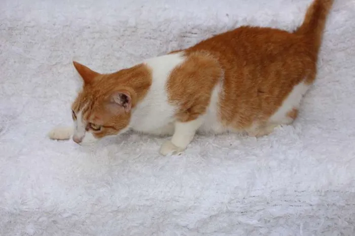 Gato ra a SRD idade 2 anos nome Chanty Charmoso!