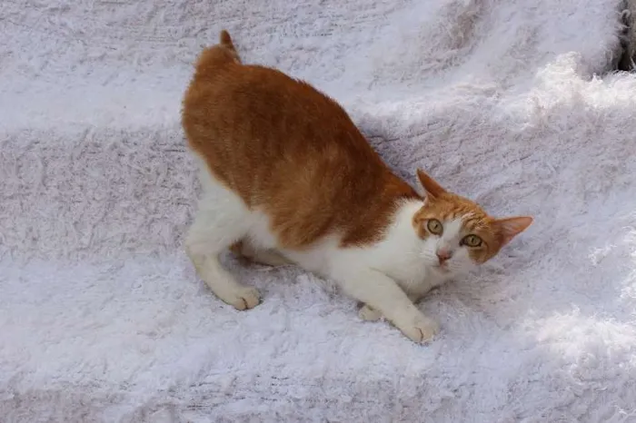 Gato ra a SRD idade 2 anos nome Chanty Charmoso!