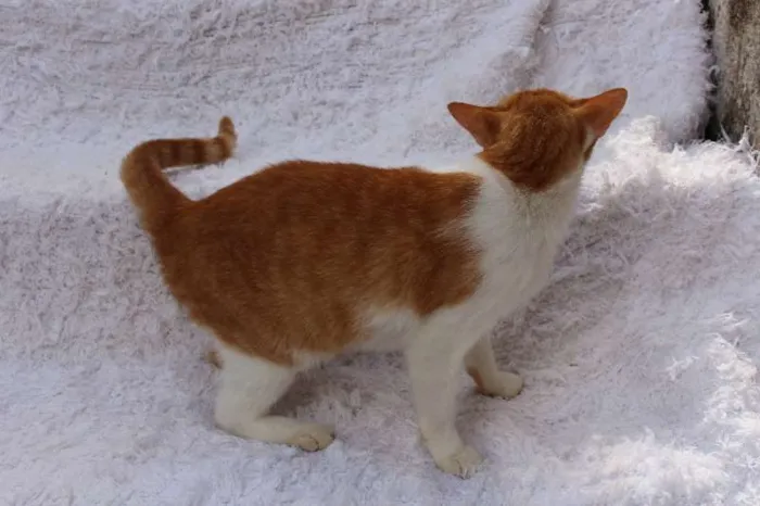 Gato ra a SRD idade 2 anos nome Chanty Charmoso!