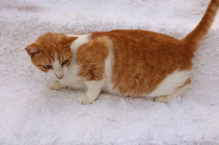Gato ra a SRD idade 2 anos nome Chanty Charmoso!