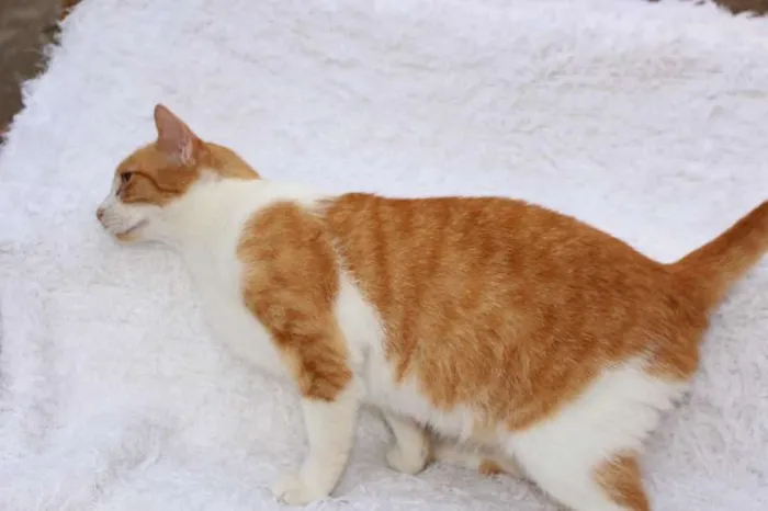 Gato ra a SRD idade 2 anos nome Chanty Charmoso!
