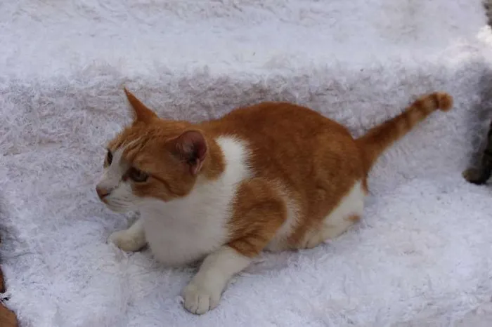 Gato ra a SRD idade 2 anos nome Chanty Charmoso!
