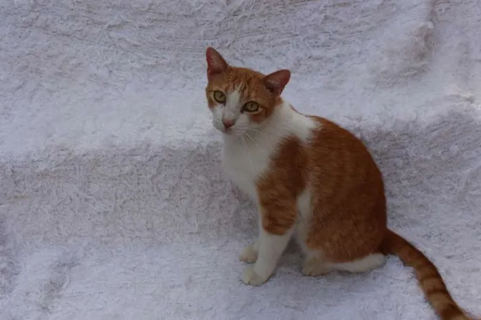 Gato ra a SRD idade 2 anos nome Chanty Charmoso!