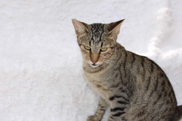 Gato ra a SRD idade 1 ano nome Jordan (quase o Mic