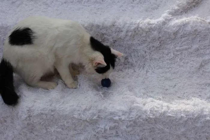 Gato ra a SRD idade 2 anos nome LINDO PHILLIP!