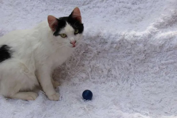 Gato ra a SRD idade 2 anos nome LINDO PHILLIP!