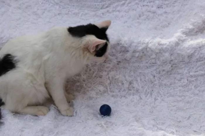 Gato ra a SRD idade 2 anos nome LINDO PHILLIP!