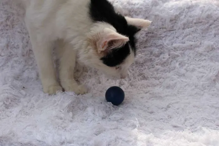 Gato ra a SRD idade 2 anos nome LINDO PHILLIP!