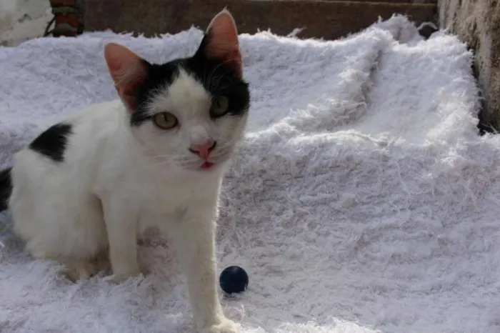 Gato ra a SRD idade 2 anos nome LINDO PHILLIP!
