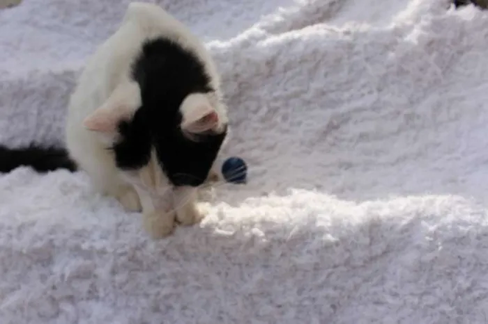 Gato ra a SRD idade 2 anos nome LINDO PHILLIP!
