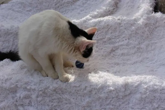 Gato ra a SRD idade 2 anos nome LINDO PHILLIP!