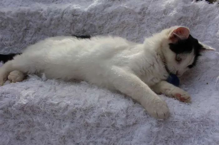 Gato ra a SRD idade 2 anos nome LINDO PHILLIP!