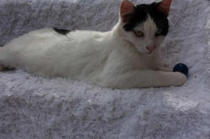 Gato ra a SRD idade 2 anos nome LINDO PHILLIP!