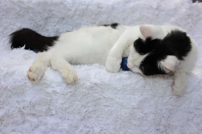 Gato ra a SRD idade 2 anos nome LINDO PHILLIP!