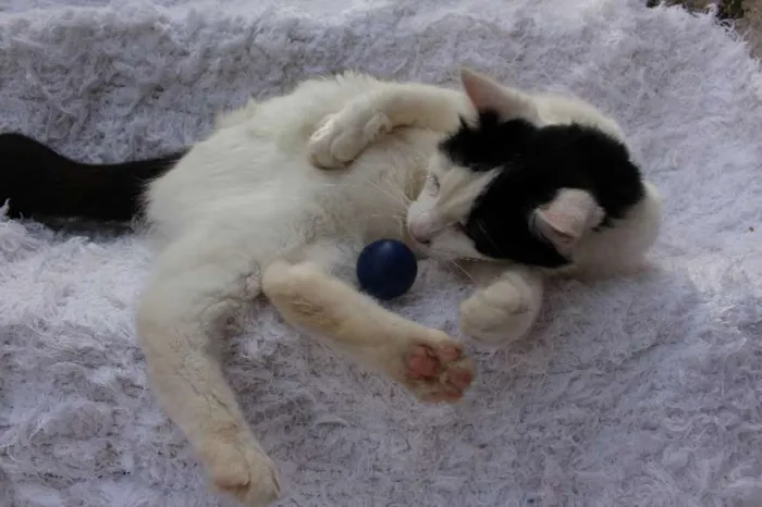 Gato ra a SRD idade 2 anos nome LINDO PHILLIP!
