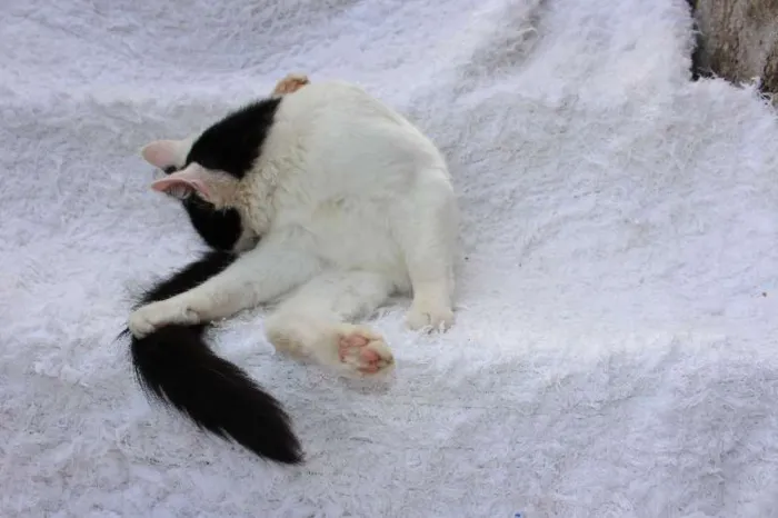Gato ra a SRD idade 2 anos nome LINDO PHILLIP!