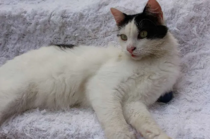 Gato ra a SRD idade 2 anos nome LINDO PHILLIP!