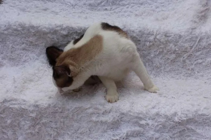 Gato ra a SRD idade 2 anos nome Antoine, o Pensador