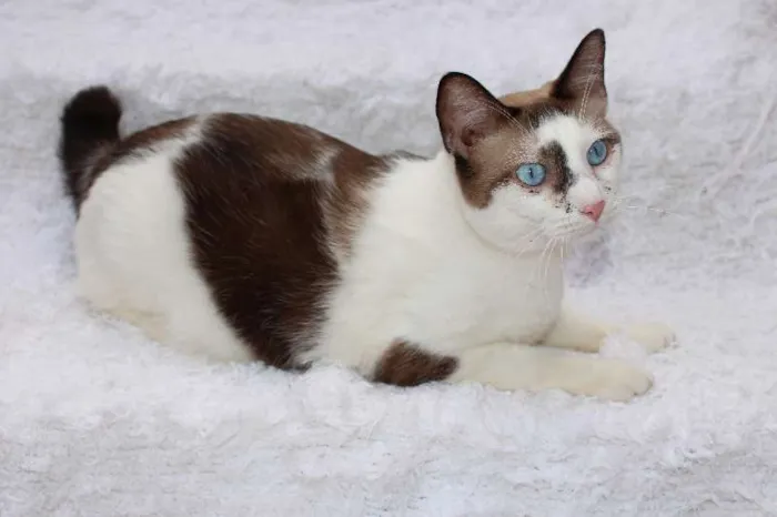 Gato ra a SRD idade 2 anos nome Antoine, o Pensador
