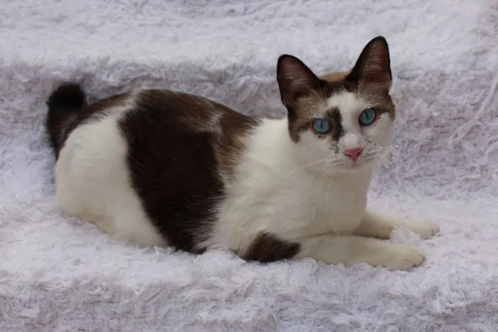 Gato ra a SRD idade 2 anos nome Antoine, o Pensador