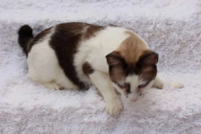 Gato ra a SRD idade 2 anos nome Antoine, o Pensador
