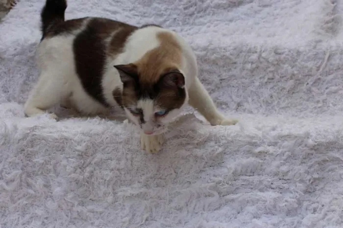 Gato ra a SRD idade 2 anos nome Antoine, o Pensador