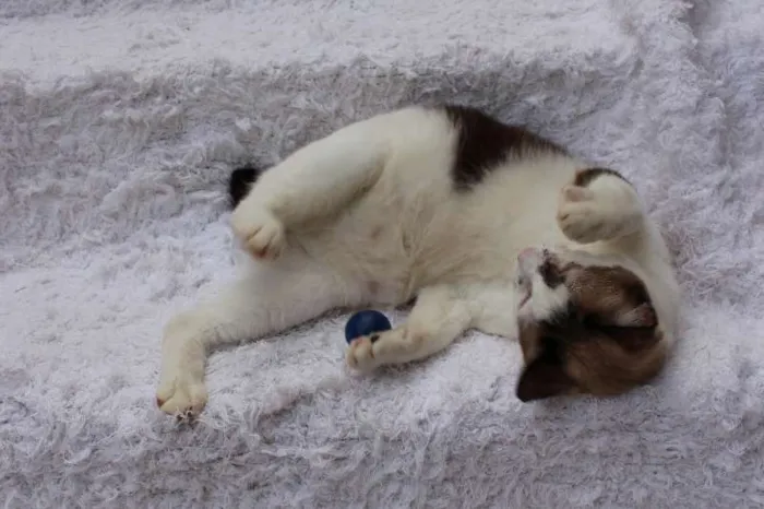 Gato ra a SRD idade 2 anos nome Antoine, o Pensador