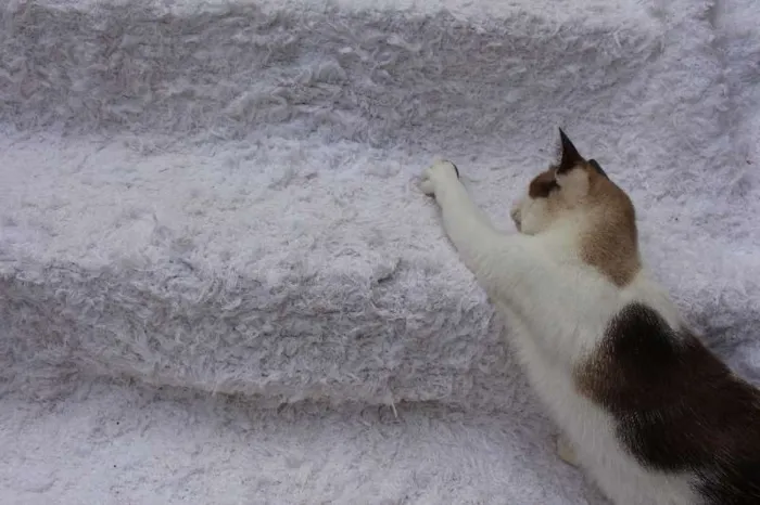 Gato ra a SRD idade 2 anos nome Antoine, o Pensador