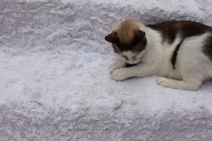 Gato ra a SRD idade 2 anos nome Antoine, o Pensador