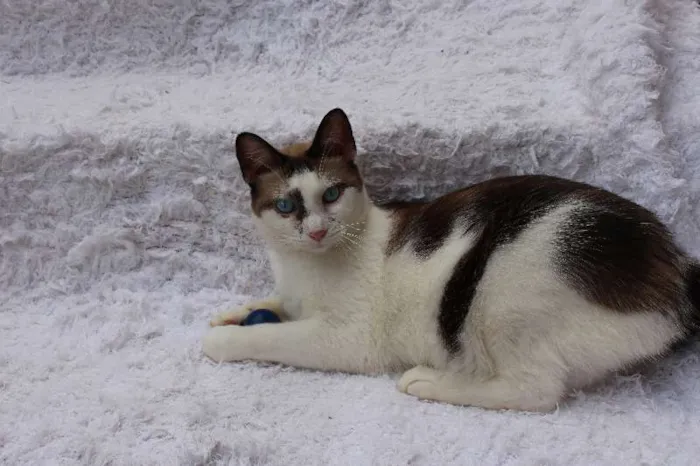 Gato ra a SRD idade 2 anos nome Antoine, o Pensador