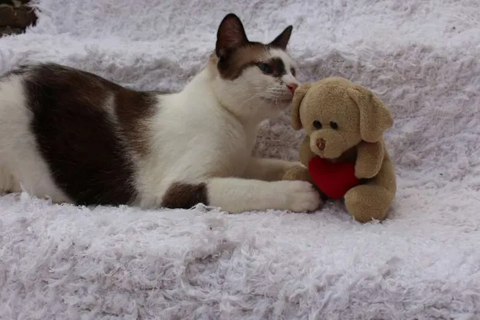 Gato ra a SRD idade 2 anos nome Antoine, o Pensador