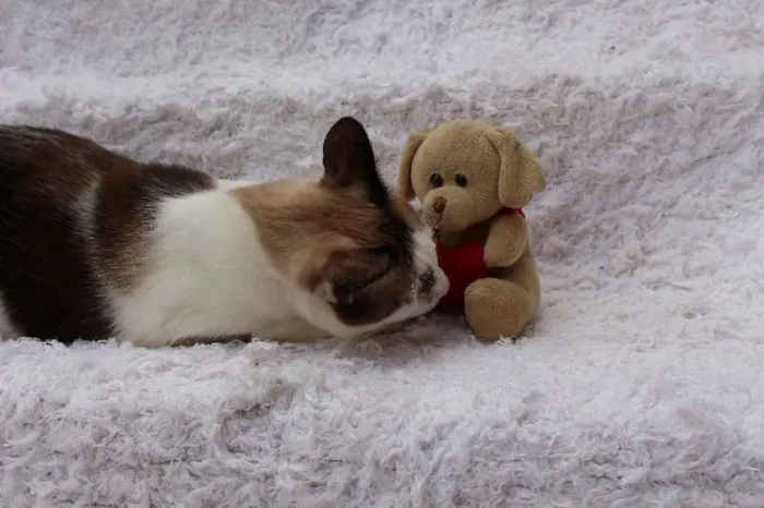 Gato ra a SRD idade 2 anos nome Antoine, o Pensador