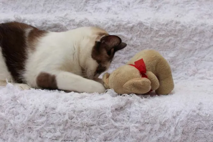 Gato ra a SRD idade 2 anos nome Antoine, o Pensador
