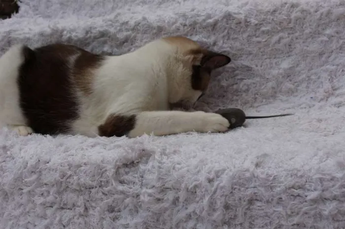 Gato ra a SRD idade 2 anos nome Antoine, o Pensador