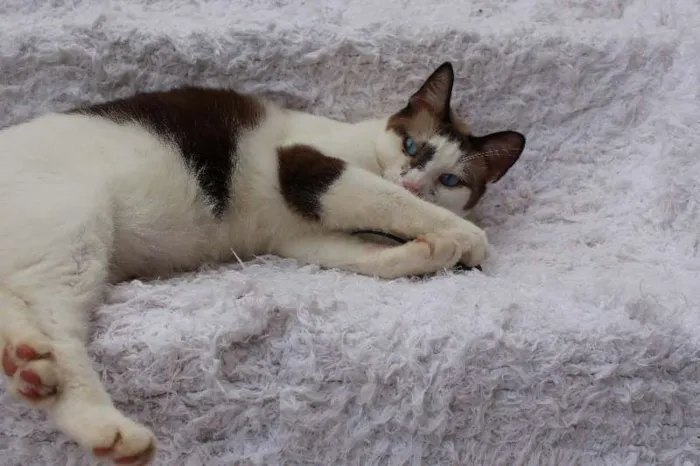 Gato ra a SRD idade 2 anos nome Antoine, o Pensador