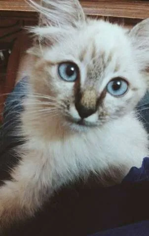 Gato ra a  idade 2 a 6 meses nome Ofélia