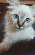 Ofélia