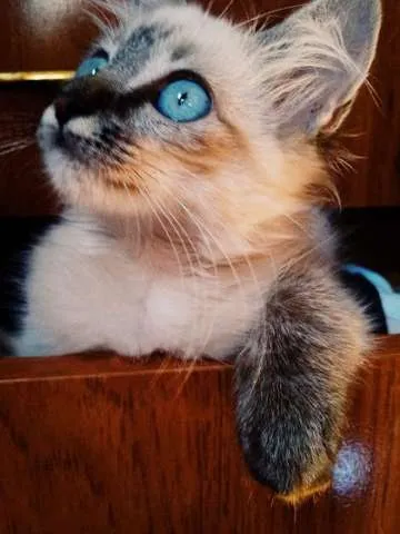 Gato ra a  idade 2 a 6 meses nome Ofélia
