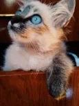 Ofélia