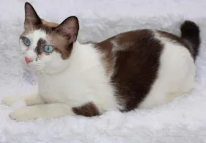 Gato raça SRD idade 2 anos nome Antoine, o Pensador