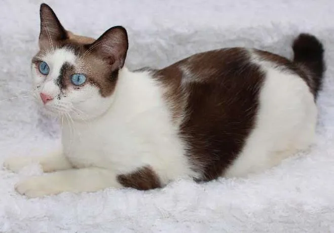 Gato ra a SRD idade 2 anos nome Antoine, o Pensador
