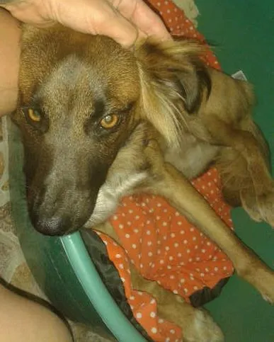 Cachorro ra a SRD idade 1 ano nome spyke