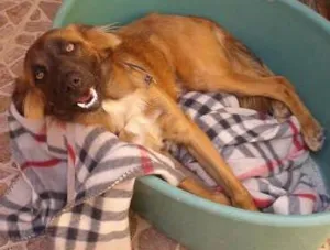 Cachorro raça SRD idade 1 ano nome spyke