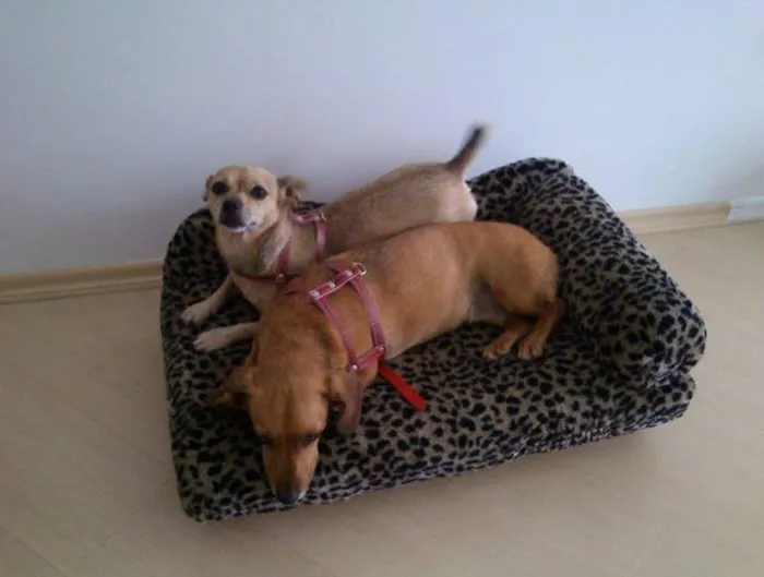 Cachorro ra a Dachshund com vira lata idade 4 anos nome Shakira e Sophia
