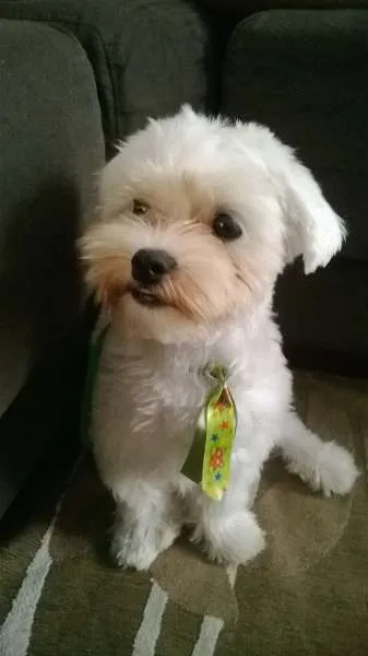 Cachorro ra a Maltês idade 7 a 11 meses nome Toy GRATIFICA