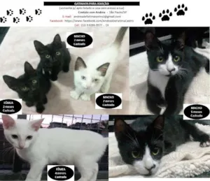 Gato raça SRD idade  nome Lindos gatinhos